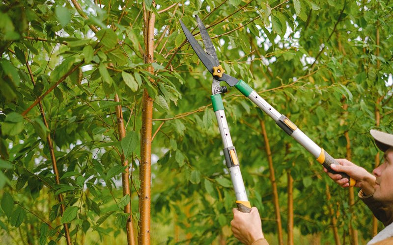 Tree trimming in Huntley, IL